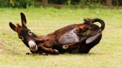 rolling donkey